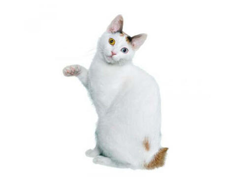 Kucing japanese sale bobtail